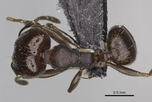 Pheidole angustinigra specimen CASENT0636653 image casent0636653_1