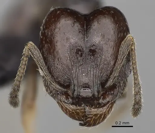 Pheidole angustinigra specimen CASENT0636653 image casent0636653_2
