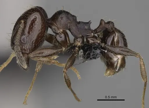 Pheidole angustinigra specimen CASENT0636653 image casent0636653_3