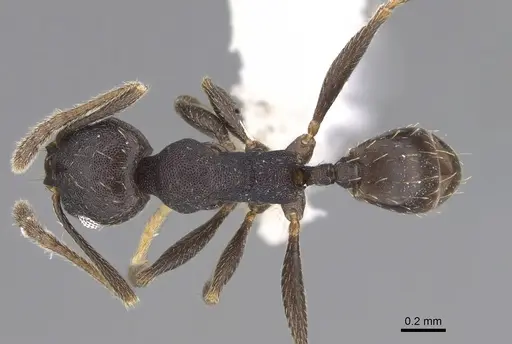 Pheidole angustinigra specimen CASENT0646604 image casent0646604_1