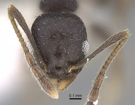 Pheidole angustinigra specimen CASENT0646604 image casent0646604_2