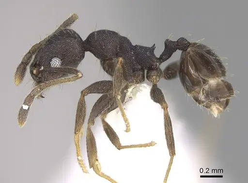 Pheidole angustinigra specimen CASENT0646604 image casent0646604_3