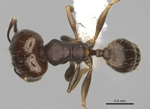 Pheidole angustinigra specimen CASENT0646607 image casent0646607_1