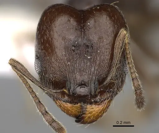 Pheidole angustinigra specimen CASENT0646607 image casent0646607_2
