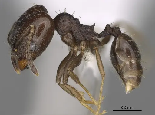 Pheidole angustinigra specimen CASENT0646607 image casent0646607_3