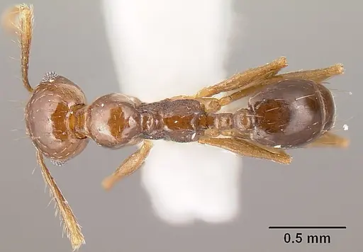 Pheidole anima specimen CASENT0610102 image casent0610102_1