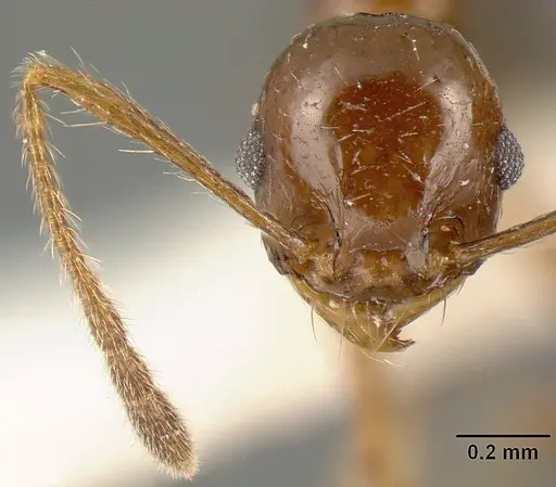 Pheidole anima specimen CASENT0610102 image casent0610102_2