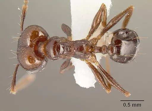 Pheidole anima specimen JTLC000016321 image jtlc000016321_1