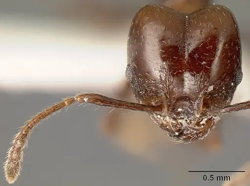 Pheidole anima specimen JTLC000016321 image jtlc000016321_2