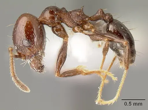Pheidole anima specimen JTLC000016321 image jtlc000016321_3