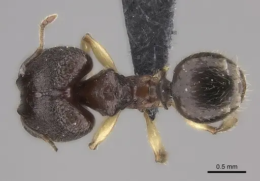 Pheidole ankerana specimen CASENT0108024 image casent0108024_1