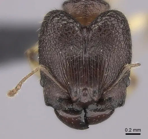 Pheidole ankerana specimen CASENT0108024 image casent0108024_2