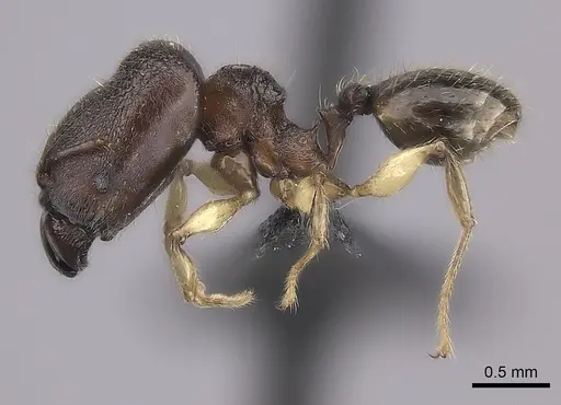 Pheidole ankerana specimen CASENT0108024 image casent0108024_3