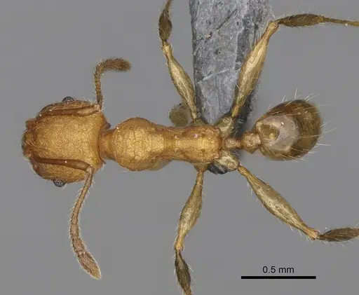 Pheidole ankerana specimen CASENT0274003 image casent0274003_1