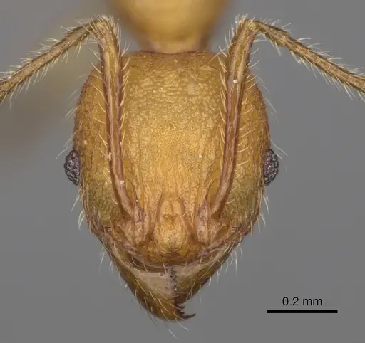 Pheidole ankerana specimen CASENT0274003 image casent0274003_2