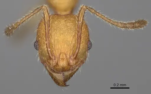 Pheidole ankerana specimen CASENT0274003 image casent0274003_3