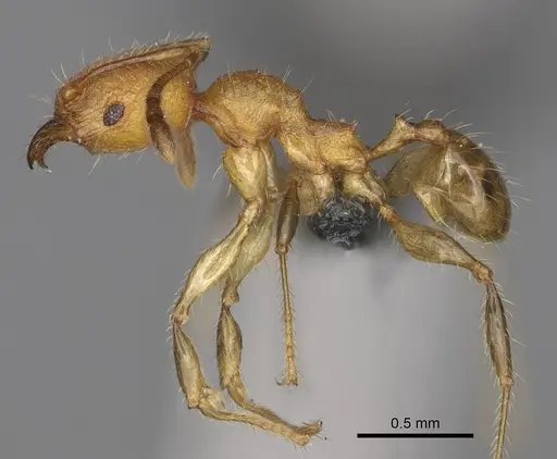 Pheidole ankerana specimen CASENT0274003 image casent0274003_4