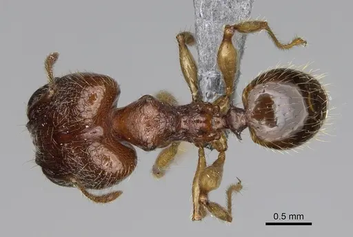 Pheidole ankerana specimen CASENT0923171 image casent0923171_1