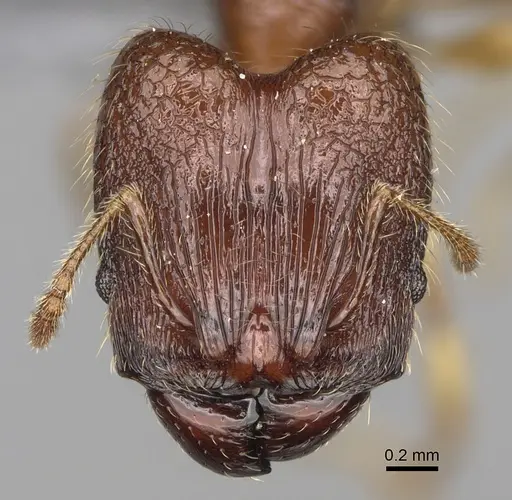 Pheidole ankerana specimen CASENT0923171 image casent0923171_2