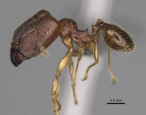 Pheidole ankerana specimen CASENT0923171 image casent0923171_4