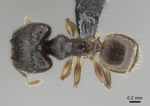 Pheidole annemariae specimen CASENT0056546 image casent0056546_1