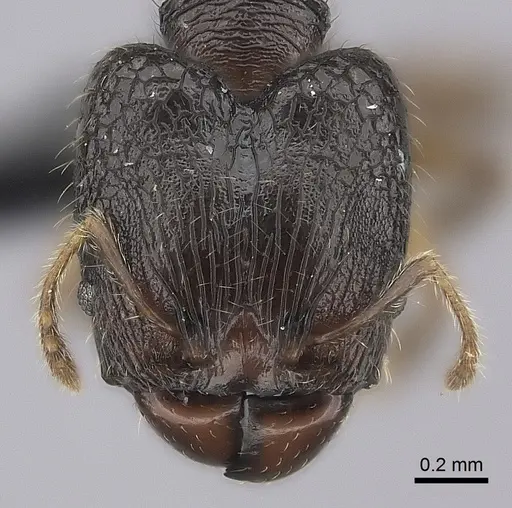 Pheidole annemariae specimen CASENT0056546 image casent0056546_2
