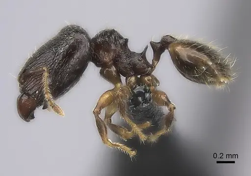 Pheidole annemariae specimen CASENT0056546 image casent0056546_3