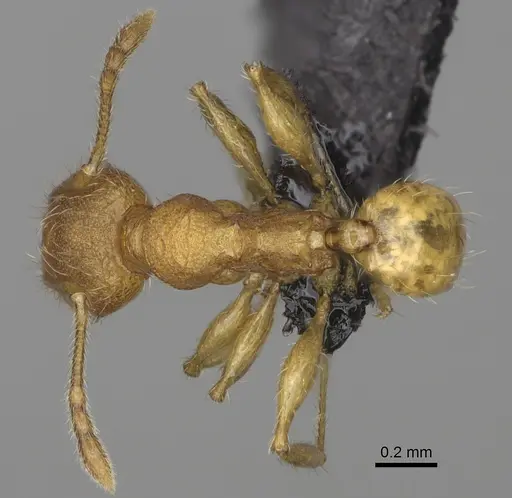 Pheidole annemariae specimen CASENT0077287 image casent0077287_1