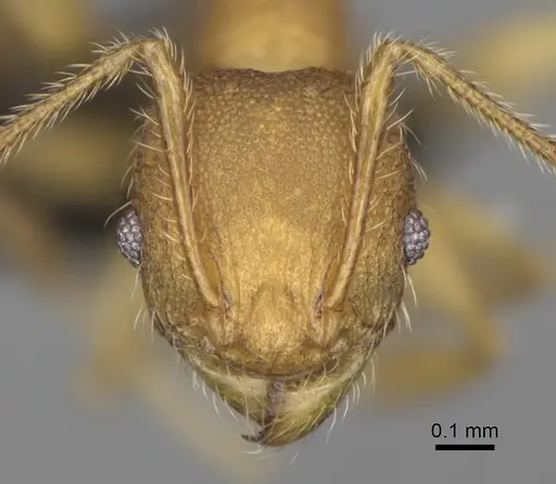 Pheidole annemariae specimen CASENT0077287 image casent0077287_2
