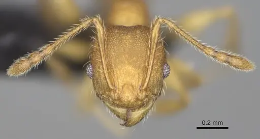 Pheidole annemariae specimen CASENT0077287 image casent0077287_3