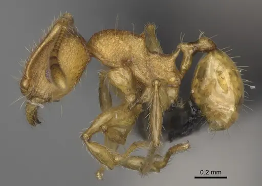 Pheidole annemariae specimen CASENT0077287 image casent0077287_4