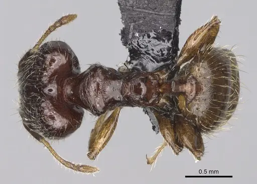 Pheidole annemariae specimen CASENT0077290 image casent0077290_1