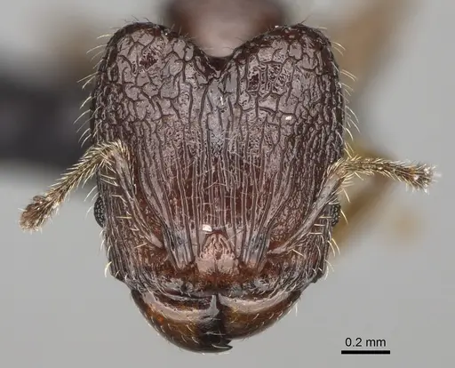 Pheidole annemariae specimen CASENT0077290 image casent0077290_2