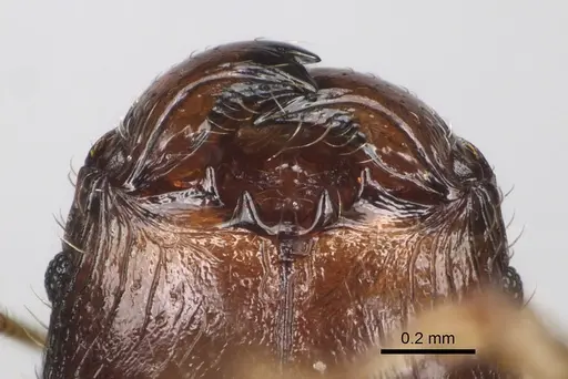 Pheidole annemariae specimen CASENT0077290 image casent0077290_3