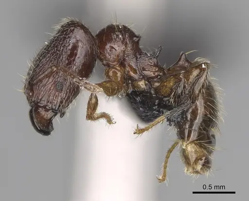 Pheidole annemariae specimen CASENT0077290 image casent0077290_4