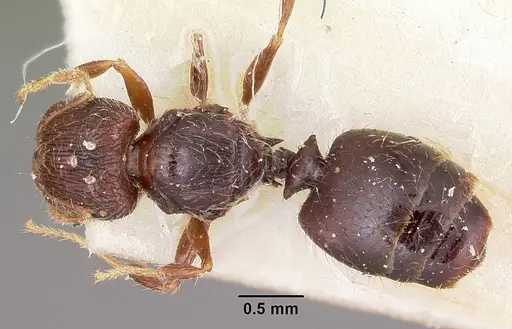Pheidole annemariae specimen CASENT0101653 image casent0101653_1