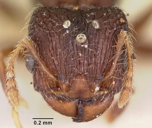 Pheidole annemariae specimen CASENT0101653 image casent0101653_2