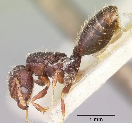 Pheidole annemariae specimen CASENT0101653 image casent0101653_3