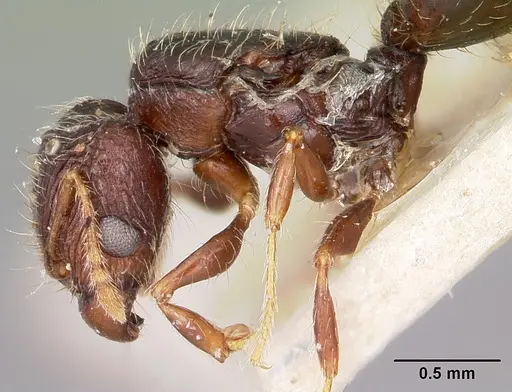 Pheidole annemariae specimen CASENT0101653 image casent0101653_4