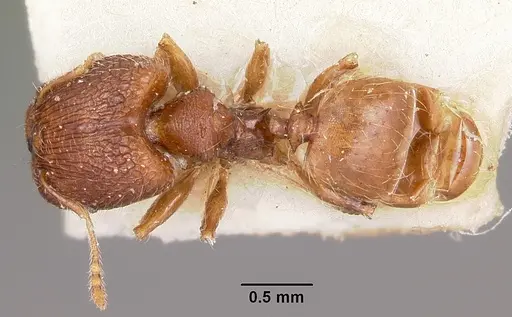 Pheidole annemariae specimen CASENT0101688 image casent0101688_1