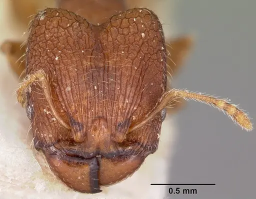 Pheidole annemariae specimen CASENT0101688 image casent0101688_2