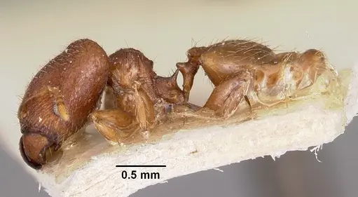 Pheidole annemariae specimen CASENT0101688 image casent0101688_3