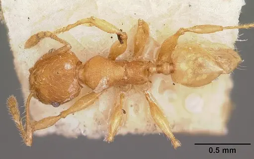 Pheidole annemariae specimen CASENT0101829 image casent0101829_1