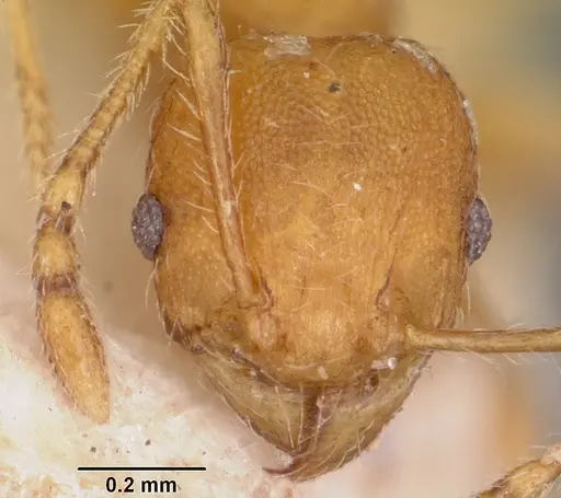 Pheidole annemariae specimen CASENT0101829 image casent0101829_2