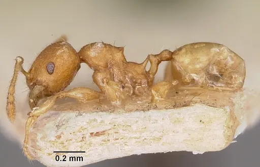 Pheidole annemariae specimen CASENT0101829 image casent0101829_3