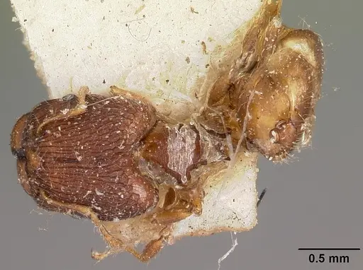 Pheidole annemariae specimen CASENT0104596 image casent0104596_1