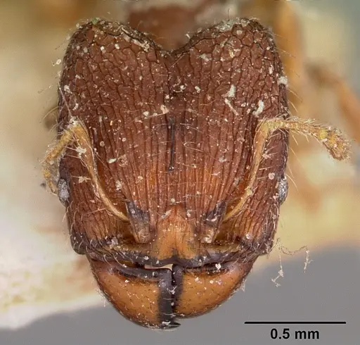 Pheidole annemariae specimen CASENT0104596 image casent0104596_2