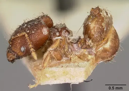 Pheidole annemariae specimen CASENT0104596 image casent0104596_3