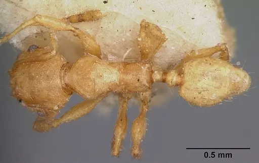 Pheidole annemariae specimen CASENT0104597 image casent0104597_1