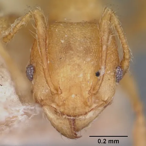 Pheidole annemariae specimen CASENT0104597 image casent0104597_2